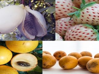 Fruits that Start with A