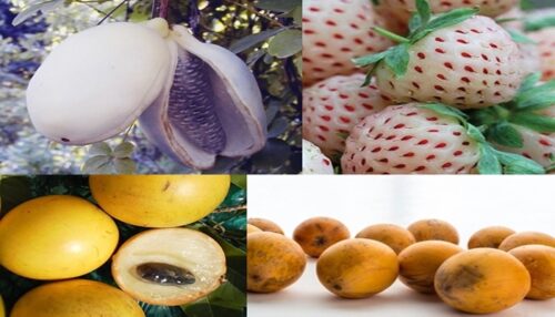 Fruits that Start with A