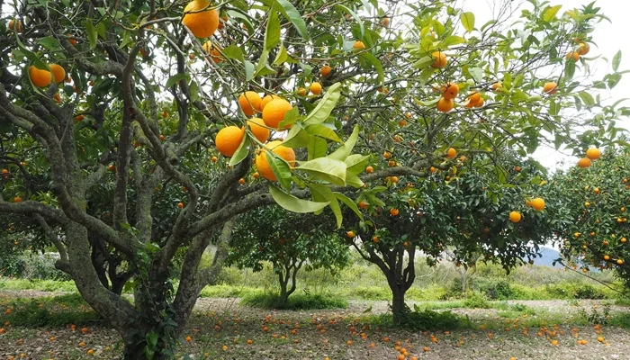 Orange Citrus Tree Temperature Tolerance