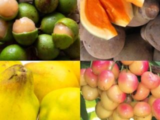 Fruits That Start With Q