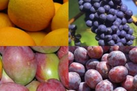Fruits That Start With V