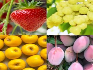 Fruits That Start with O