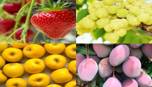 Fruits That Start with O
