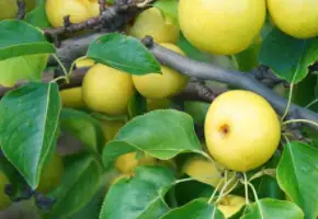 Japanese Pear