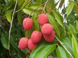 Litchi Fruit
