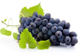 Vespolina Grape