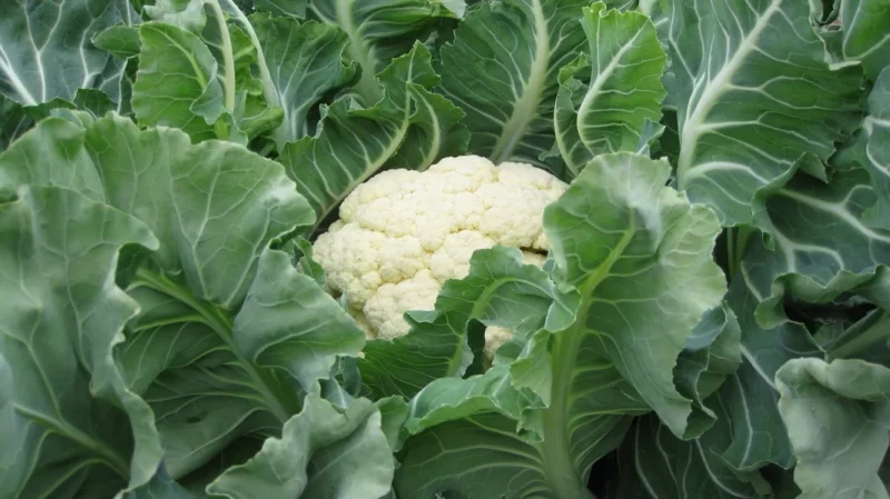How to Grow Cauliflowers From Scraps