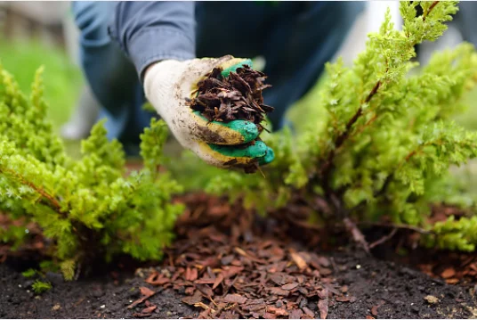 Benefits Of Mulching Soil