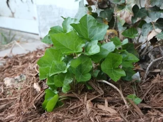 https://dirtgreen.com/do-potted-plants-need-their-soil-changed/