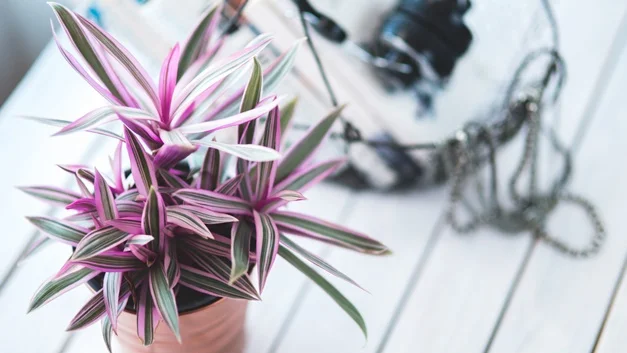 Houseplants That Will Survive Your Apartment 