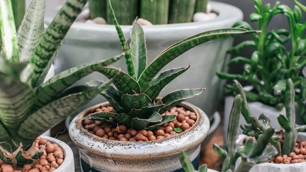Houseplants That Will Survive Your Apartment 