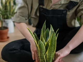 Houseplants That Will Survive Your Apartment