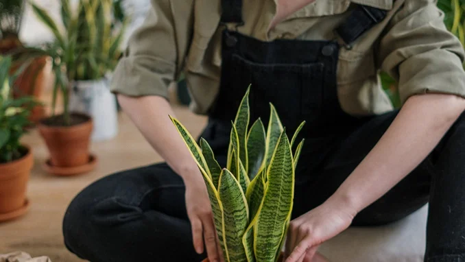 Houseplants That Will Survive Your Apartment