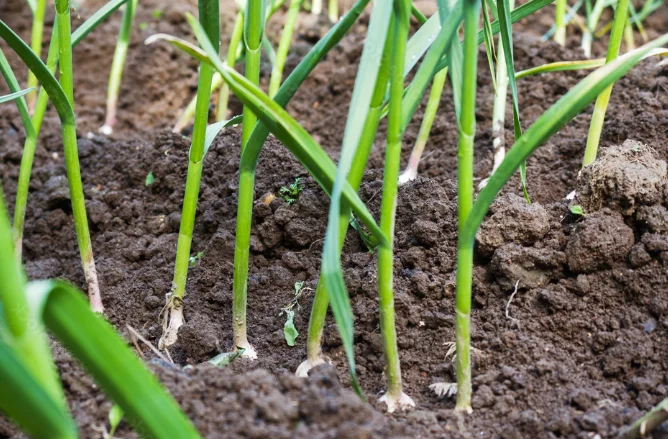How To Treat Garlic Before Planting