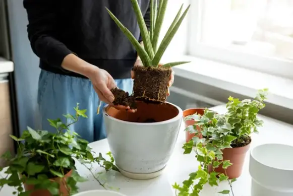How to Separate Houseplants