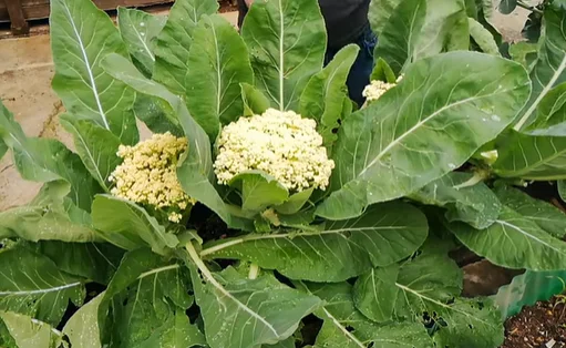 How to Grow Cauliflowers From Scraps
