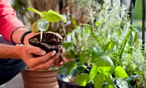 How To Repot A Plant Without Killing