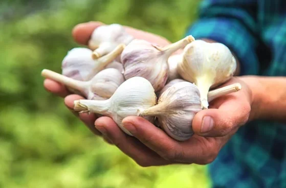 How To Treat Garlic Before Planting
