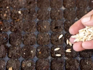 How Do Plants Produce Many Seeds