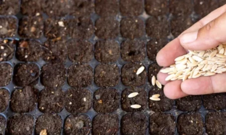 How Do Plants Produce Many Seeds