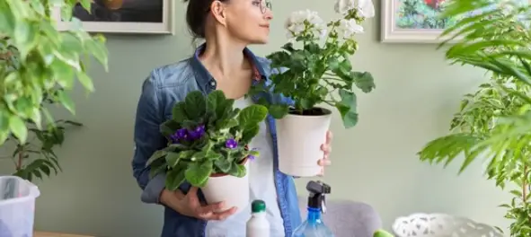 How to Separate Houseplants 