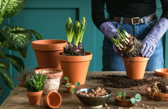 How to Separate Houseplants 