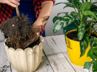 Repot A Plant Without Killing It