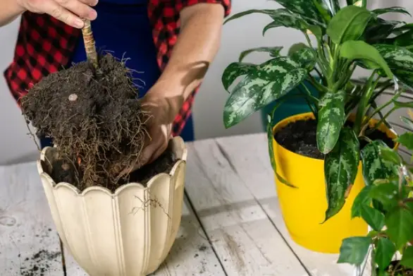 Repot A Plant Without Killing It