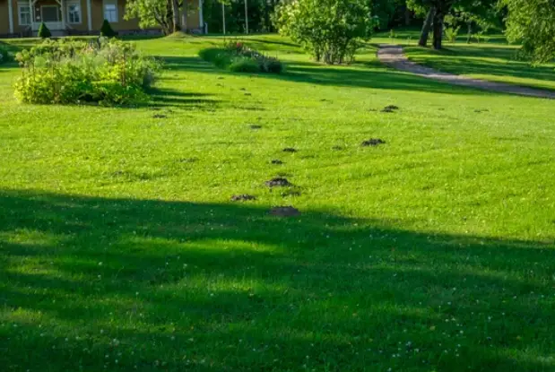  Importance of Mulching Your Lawn