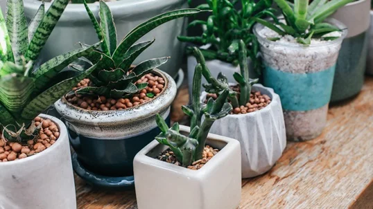 Succulents Survive Without Water