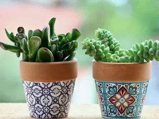 Succulents Survive Without Water