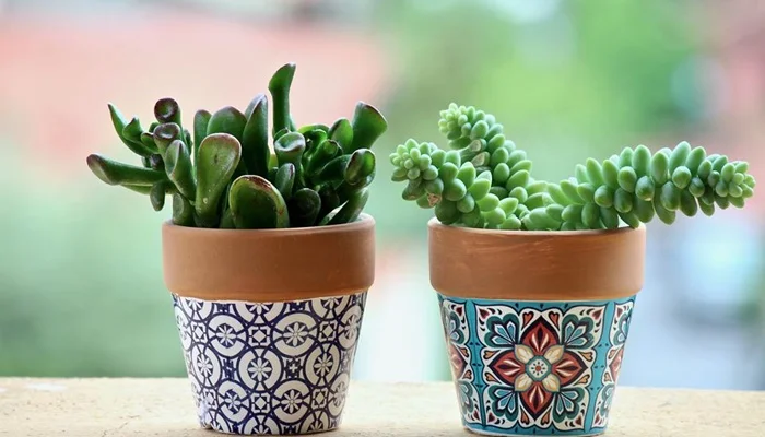 Succulents Survive Without Water