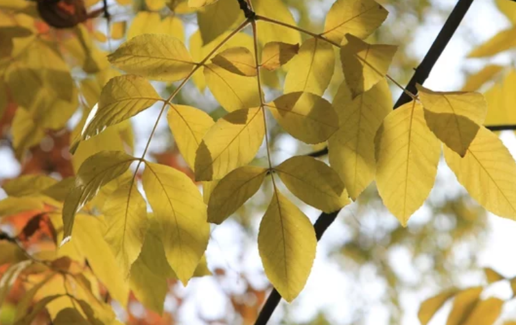 Plant Leaves Turn Yellow