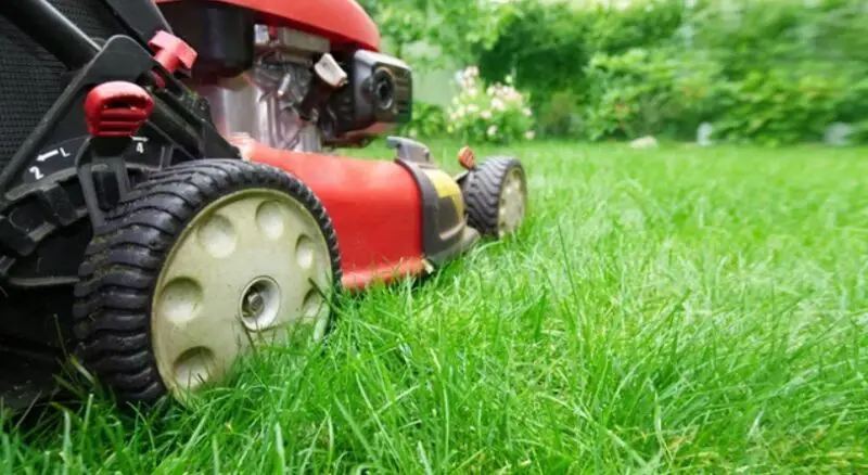 What Happens If You Mow The Lawn Too Much In The Yard?