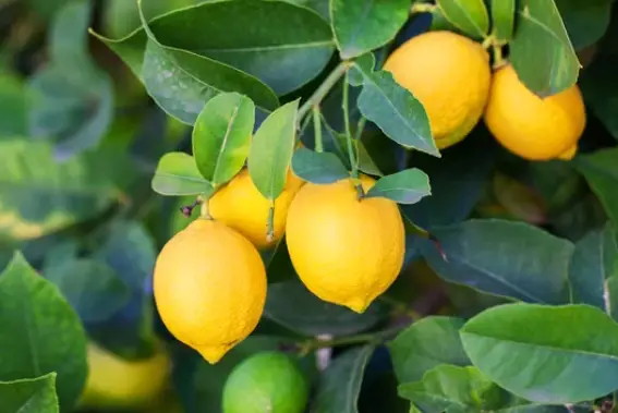 How to Grow Lemons With a Lemon Tree