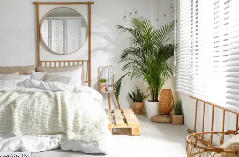 Live Plants In Your Bedroom