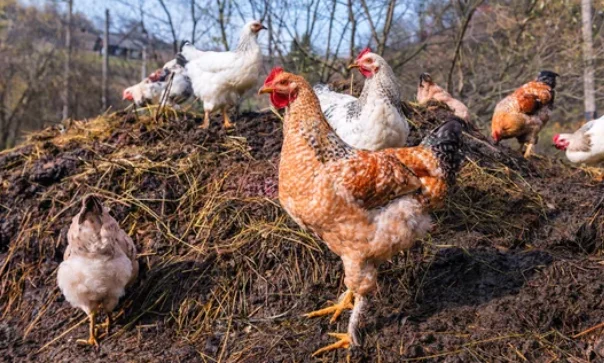 How To Store Excess Manure