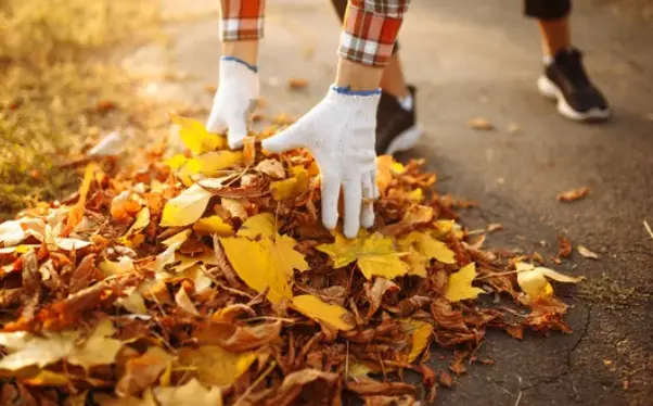 Picking Up Old Leaves