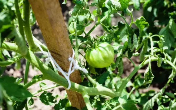 green tomato seed