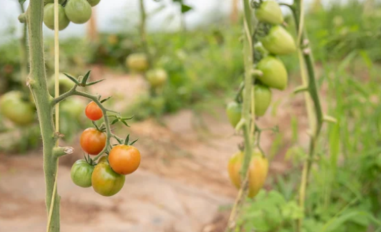 tomato seed