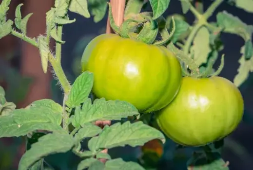 green tomato seed