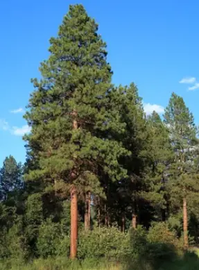 The Ponderosa Pine Tree