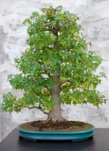 The Trident Maple