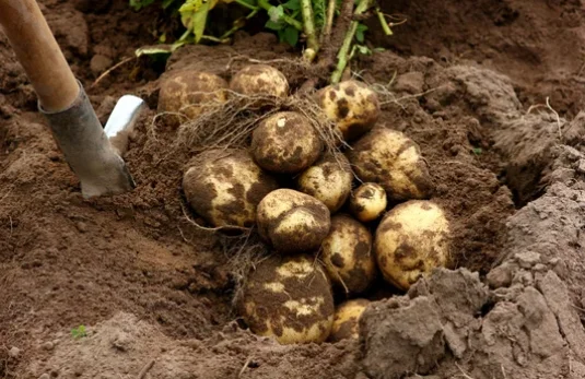 Grow a Potato