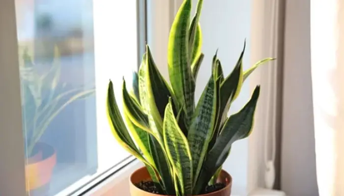 Non-Toxic Indoor Plants