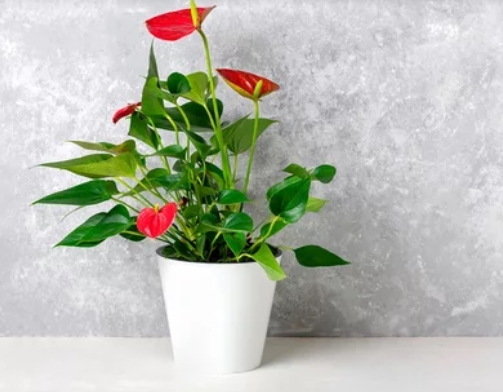 10 Non-Toxic Indoor Plants 