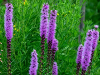 Fast Growing Wildflowers