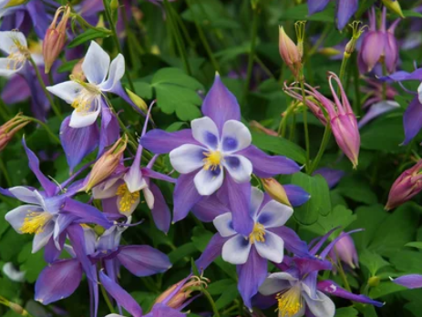 Winter Blooming Flowers 