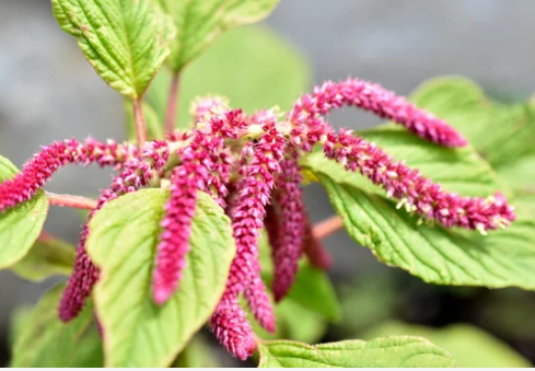 Winter Blooming Flowers 