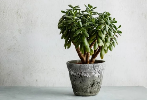 Jade Plant